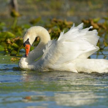 lac-de-grandlieu-cygne-blanc