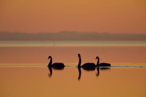 lac-de-grandlieu-cygnes