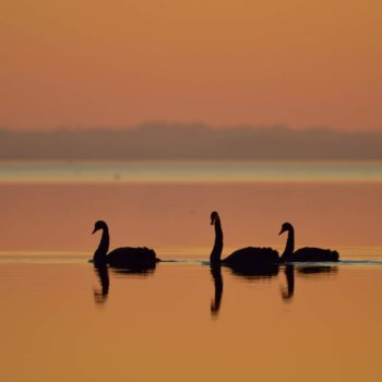 lac-de-grandlieu-cygnes